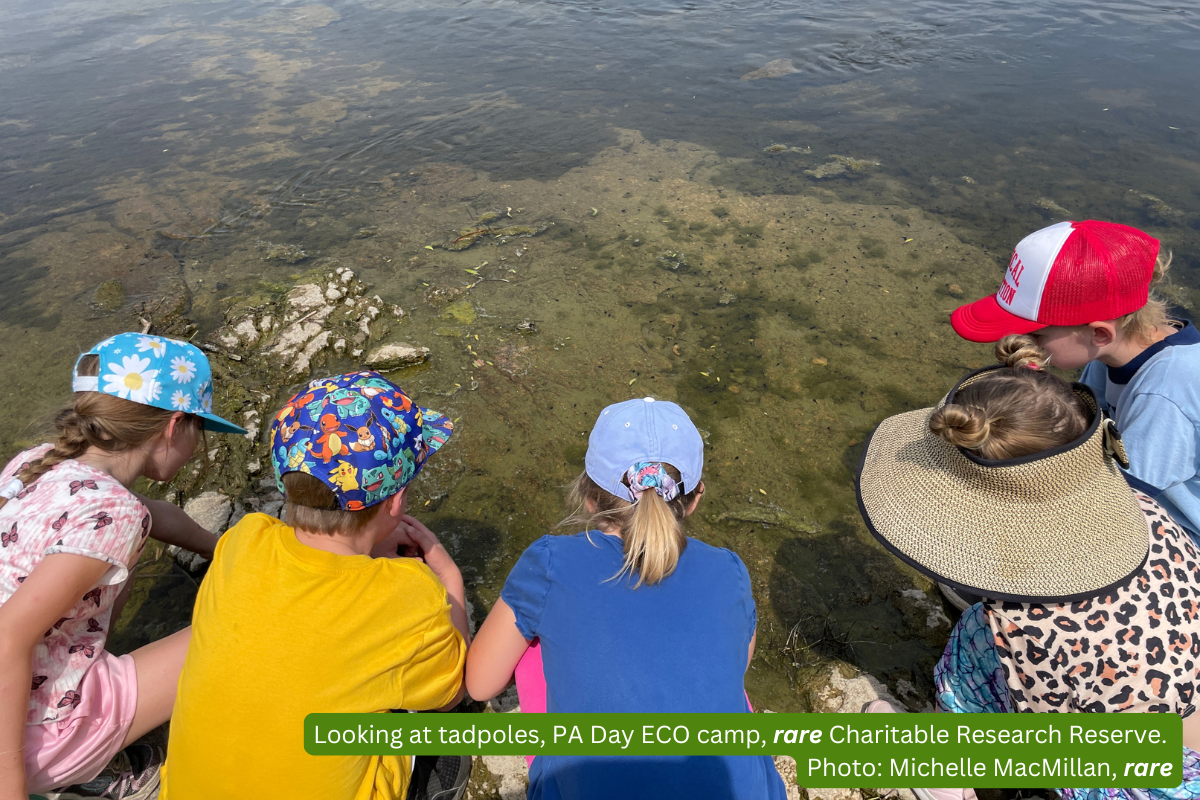 Looking at tadpoles at rare's PA Day ECO camp