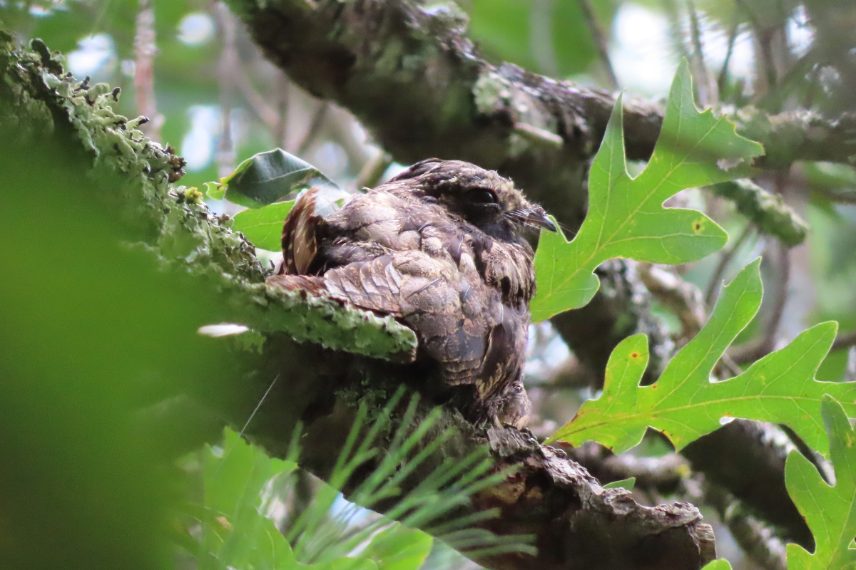 A well-camouflaged whip-poor-will in a tree
