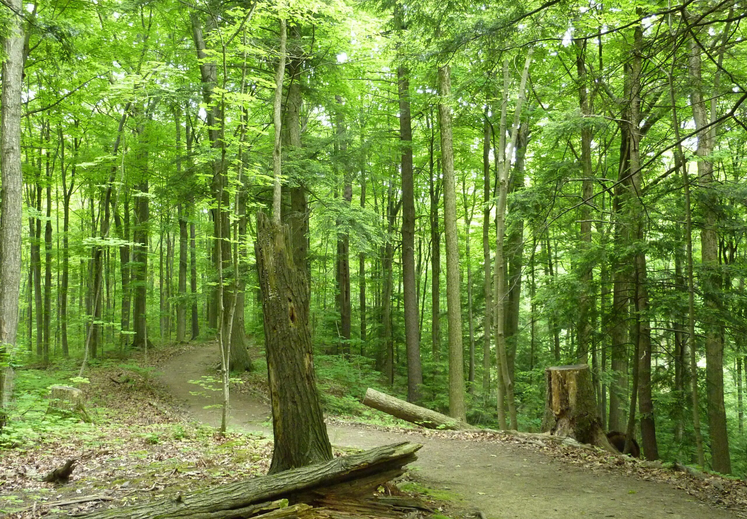 Hollow Oak Nature Reserve