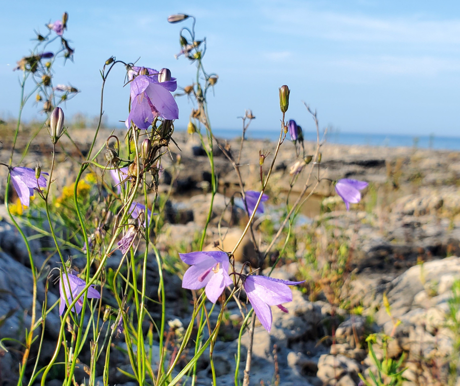 Indigenous Learning Resources