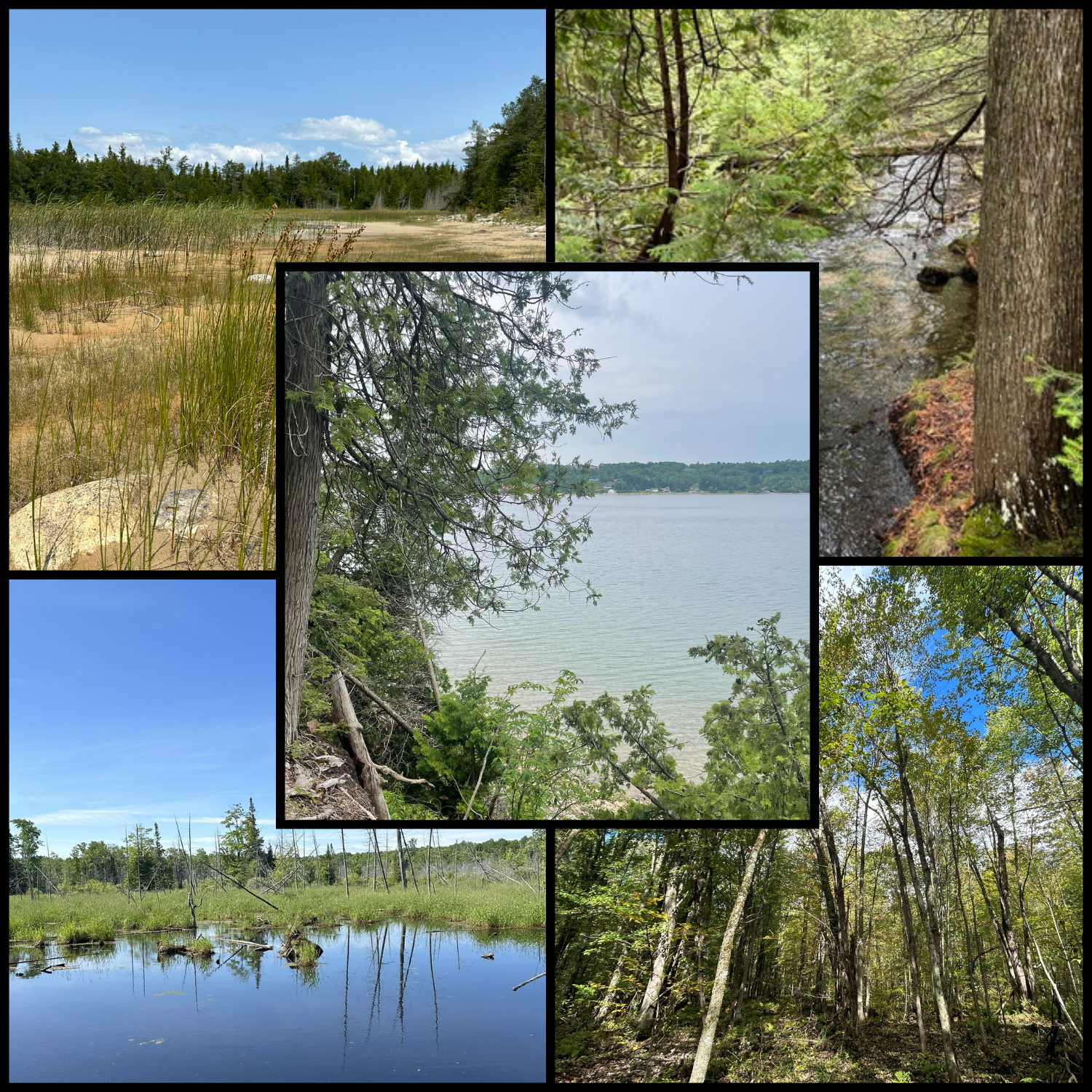 We did it together: A monumental win for Nature!