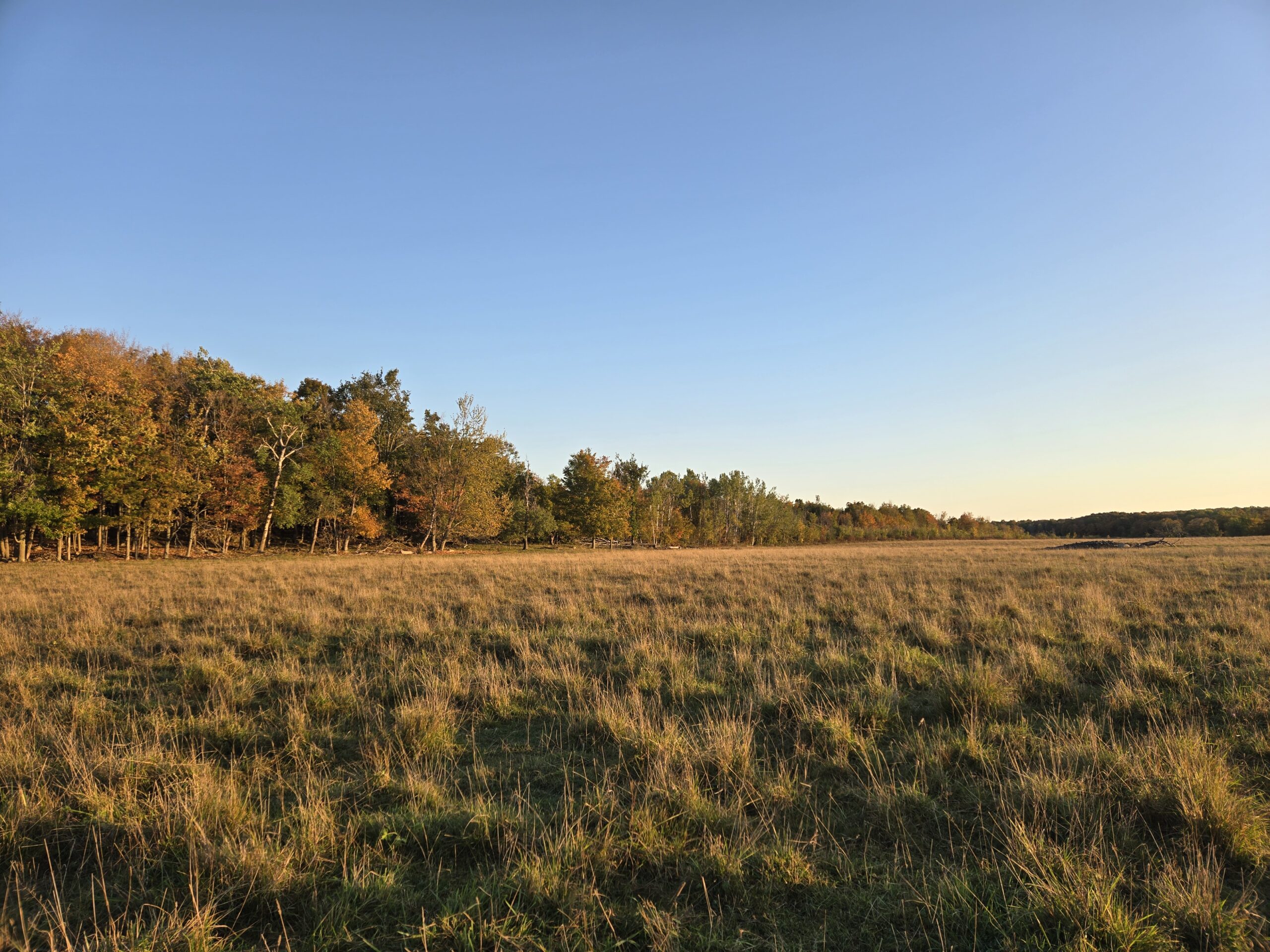 Wild Haven