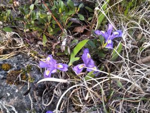 Dwarf Lake Iris May 18 2024