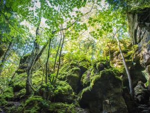 Escarpment Corridor Alliance Land Trust (4)