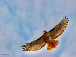 In flight