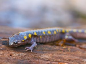 Yellow Spotted Salamander, B. Popelier