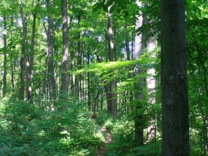 Bruce Trail